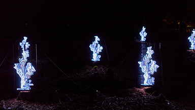 展示「物化するいのちの森」